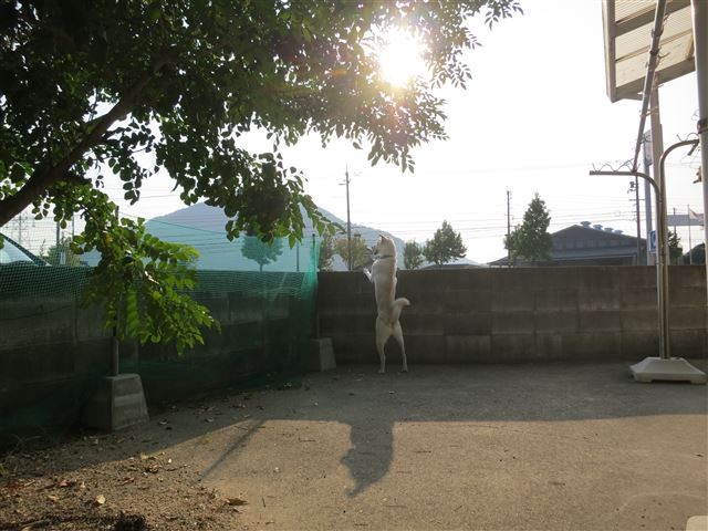 f:id:yasukazu01:20131006060634j:image