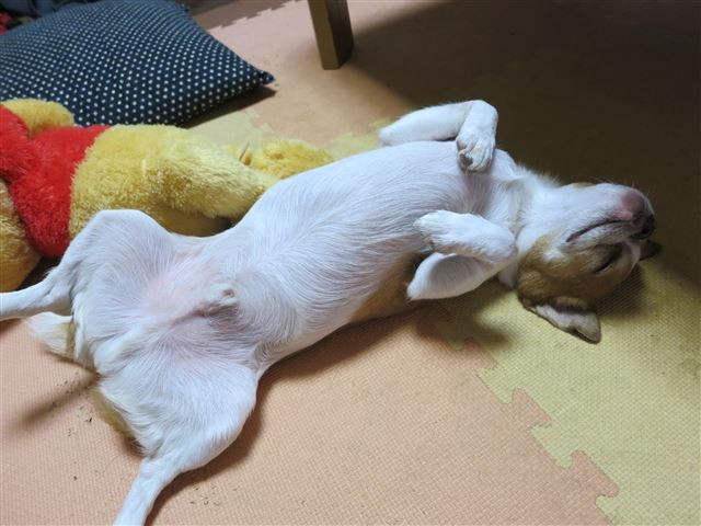 f:id:yasukazu01:20131006060919j:image