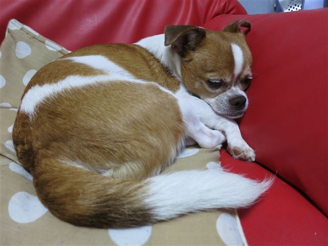 f:id:yasukazu01:20131006061512j:image