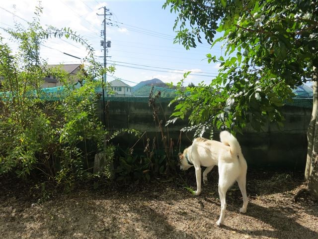 f:id:yasukazu01:20131018194424j:image