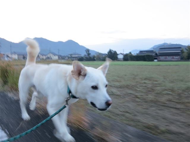 f:id:yasukazu01:20131018195245j:image