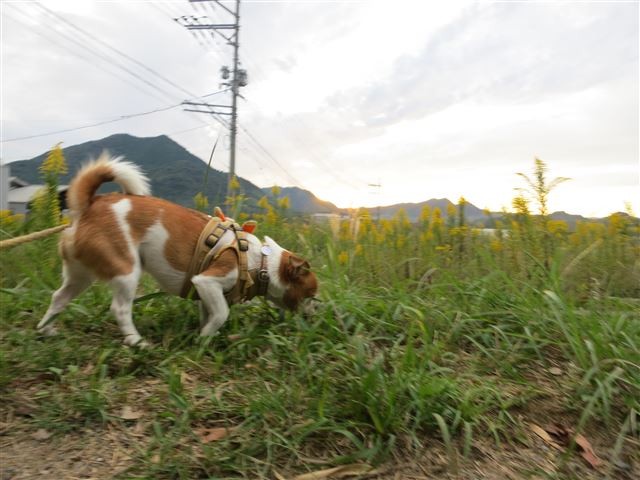 f:id:yasukazu01:20131018200808j:image