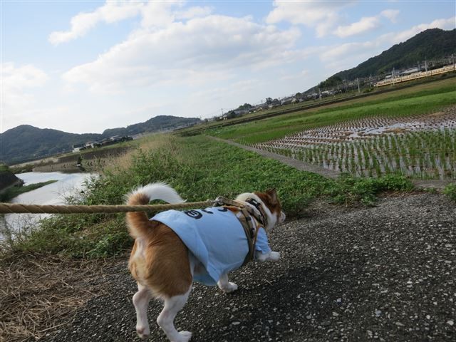 f:id:yasukazu01:20131026195004j:image