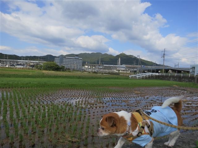 f:id:yasukazu01:20131026195303j:image