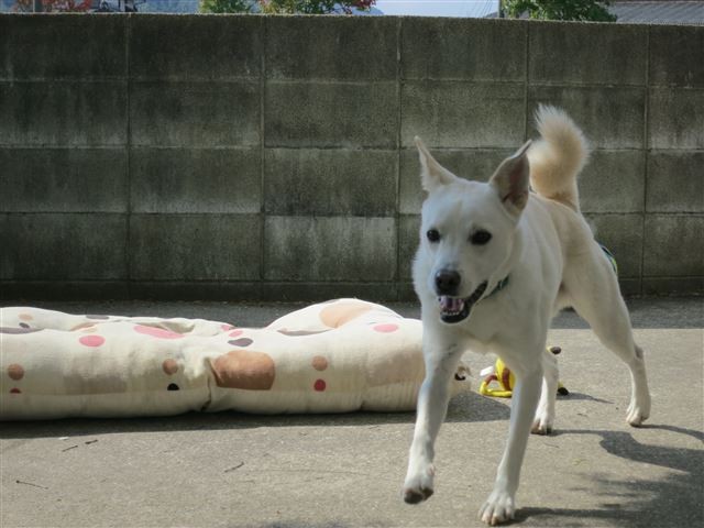 f:id:yasukazu01:20131029203109j:image