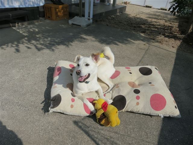 f:id:yasukazu01:20131029203638j:image