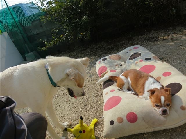 f:id:yasukazu01:20131030202440j:image