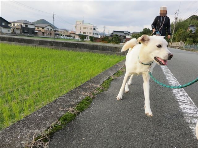 f:id:yasukazu01:20131112211330j:image