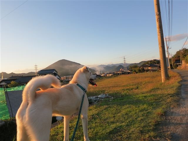 f:id:yasukazu01:20131115200215j:image