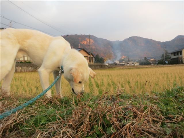 f:id:yasukazu01:20131207223423j:image