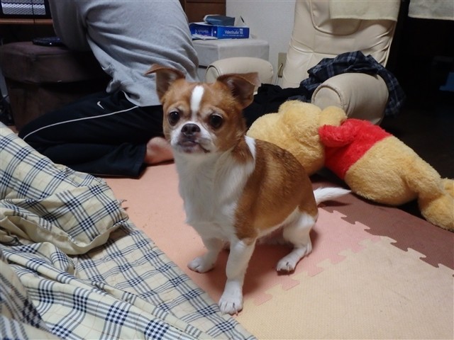 f:id:yasukazu01:20131213230640j:image