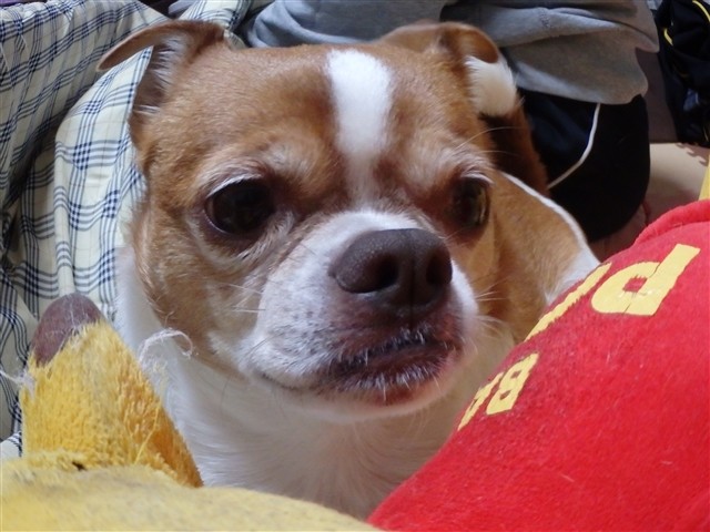f:id:yasukazu01:20131215225229j:image