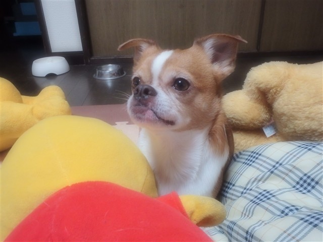 f:id:yasukazu01:20131215230338j:image