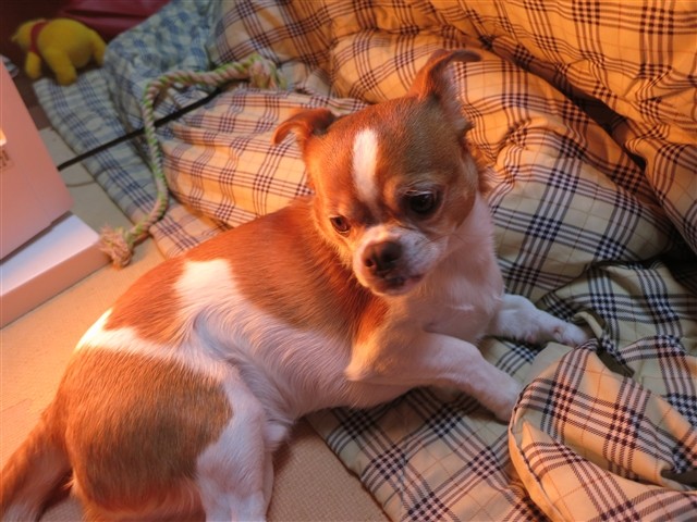 f:id:yasukazu01:20131217225820j:image