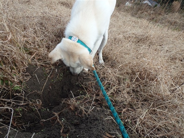 f:id:yasukazu01:20131229225325j:image
