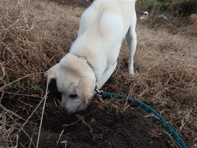 f:id:yasukazu01:20131229225455j:image