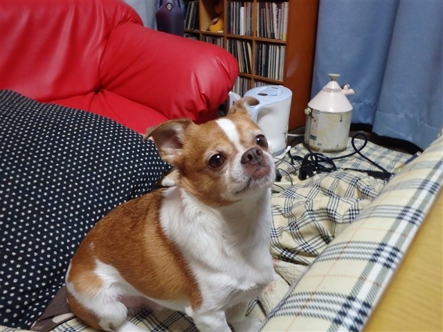 f:id:yasukazu01:20131230223009j:image