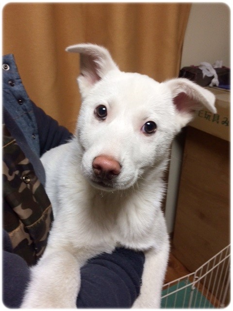 f:id:yasukazu01:20140119184102j:image