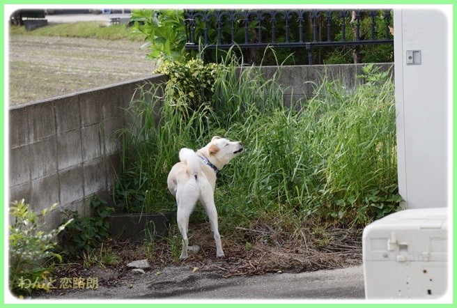 f:id:yasukazu01:20140523222303j:image