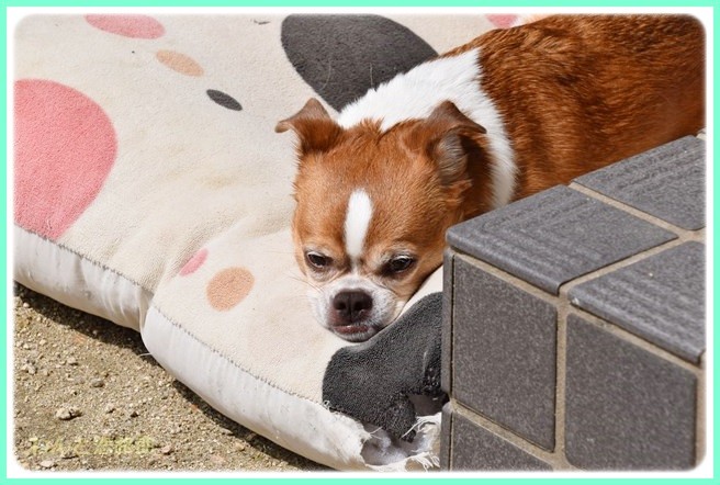 f:id:yasukazu01:20140614202005j:image f:id:yasukazu01:20140614202005j:image