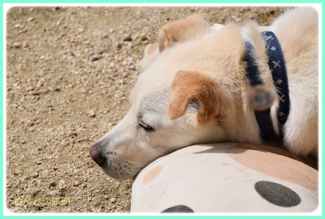 f:id:yasukazu01:20140614203638j:image f:id:yasukazu01:20140614203638j:image