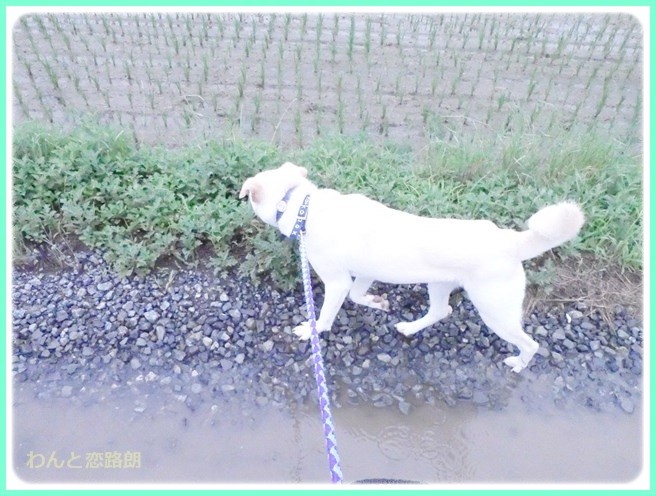 f:id:yasukazu01:20140618213821j:image