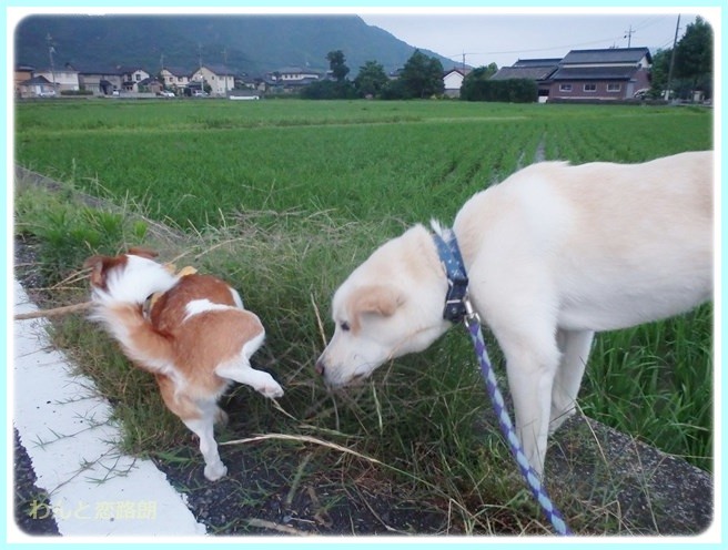 f:id:yasukazu01:20140629203414j:image