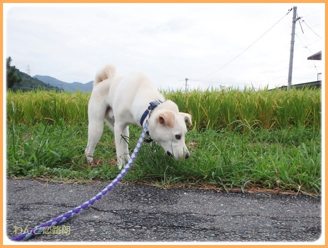 f:id:yasukazu01:20140825205131j:image