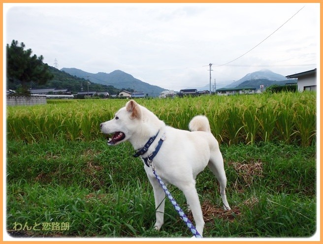 f:id:yasukazu01:20140825205236j:image