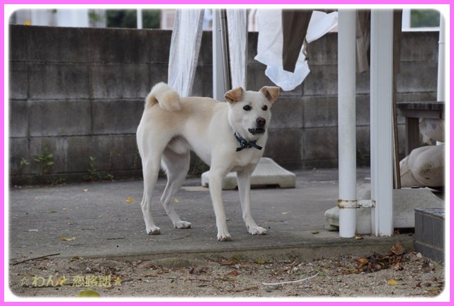 f:id:yasukazu01:20141011200545j:image