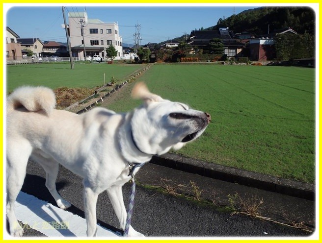 f:id:yasukazu01:20141023190454j:image