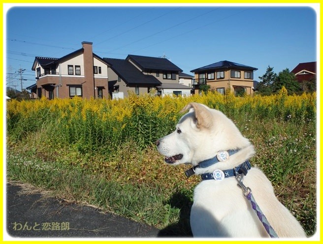 f:id:yasukazu01:20141023190750j:image