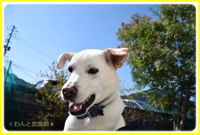 f:id:yasukazu01:20141023193140j:image