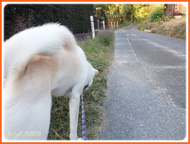 f:id:yasukazu01:20141027205913j:image