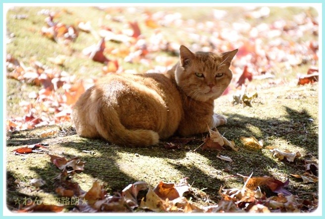f:id:yasukazu01:20141028201537j:image