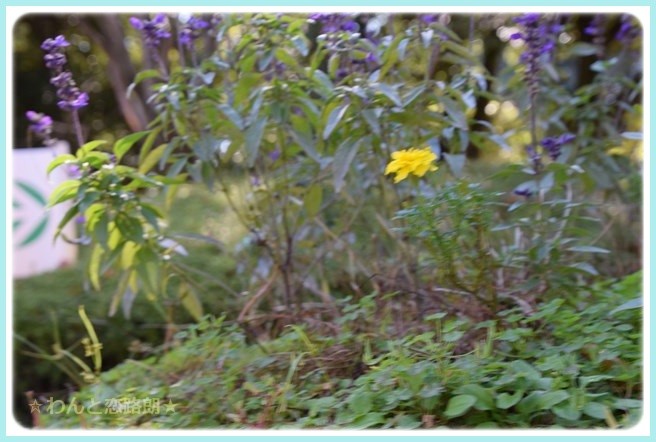 f:id:yasukazu01:20141029200554j:image