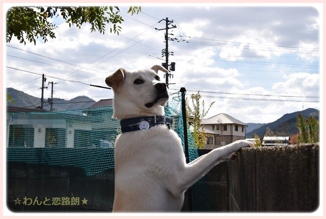 f:id:yasukazu01:20141103220054j:image