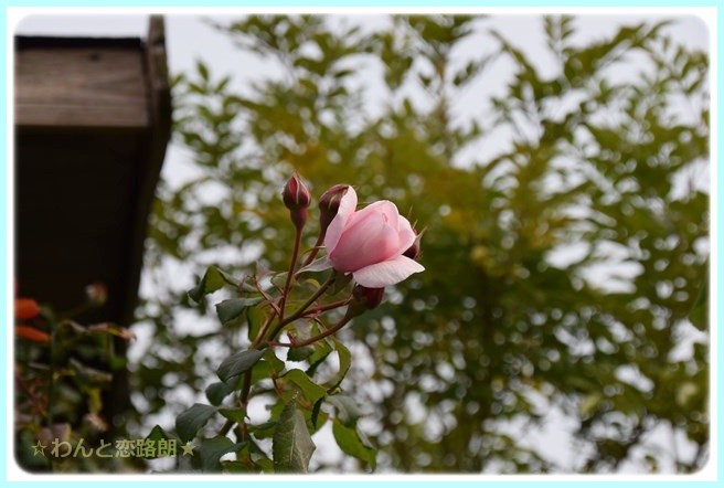 f:id:yasukazu01:20141108200835j:image