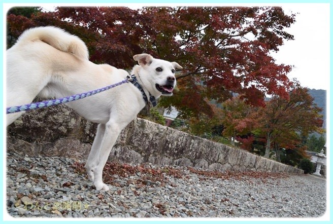 f:id:yasukazu01:20141108201336j:image