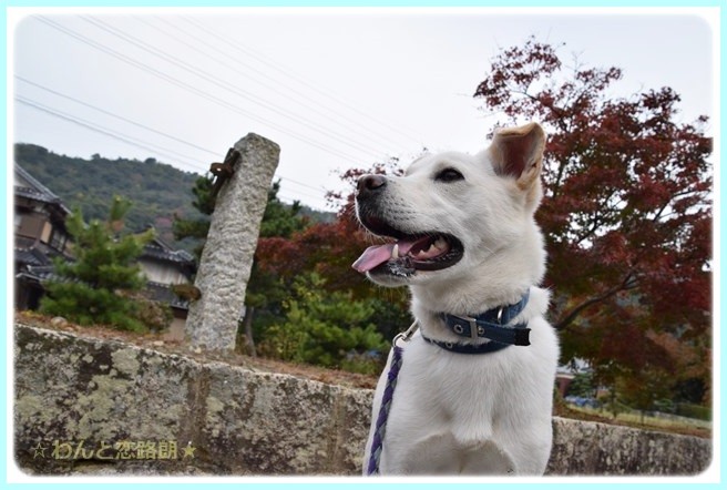 f:id:yasukazu01:20141108201624j:image