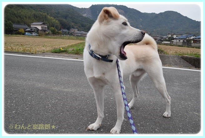 f:id:yasukazu01:20141108202157j:image