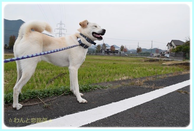 f:id:yasukazu01:20141108202522j:image