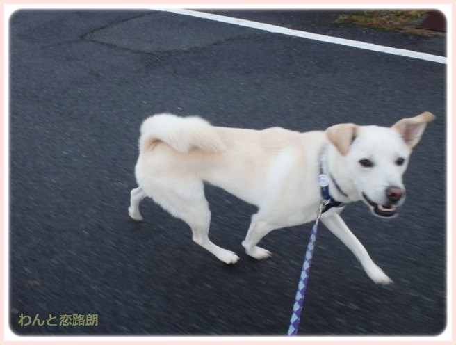 f:id:yasukazu01:20141110221603j:image