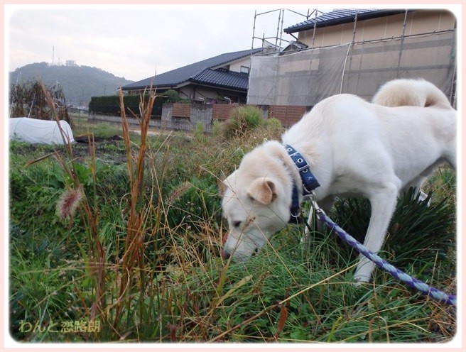 f:id:yasukazu01:20141110221848j:image