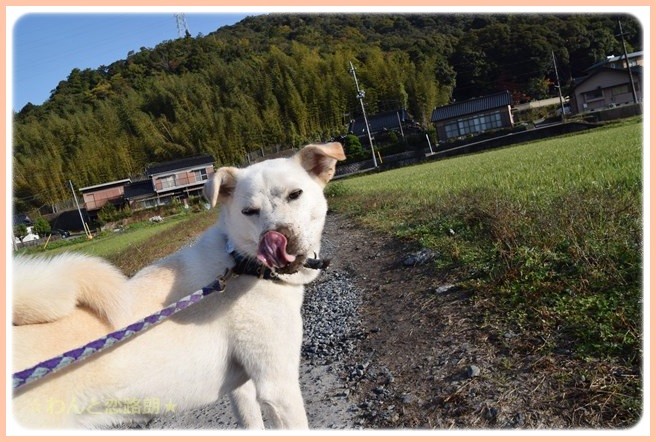 f:id:yasukazu01:20141111202840j:image