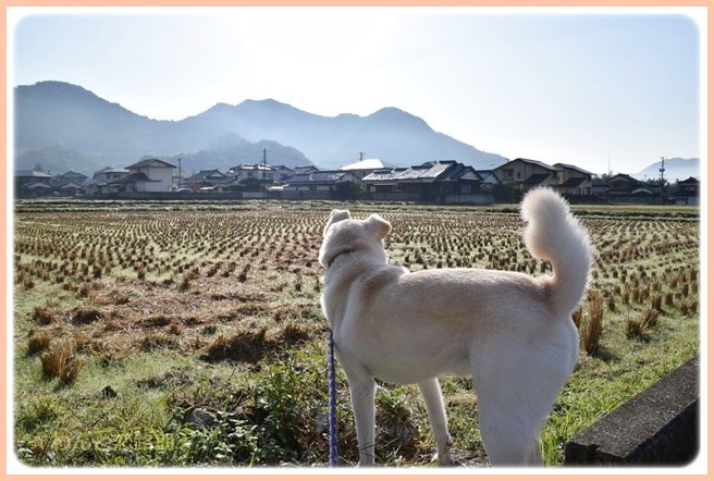 f:id:yasukazu01:20141111204302j:image