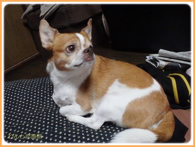 f:id:yasukazu01:20141222210029j:image