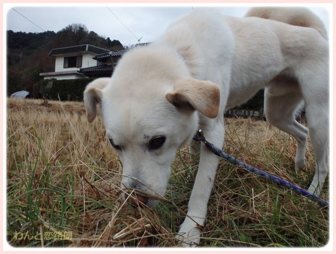 f:id:yasukazu01:20150115210856j:image