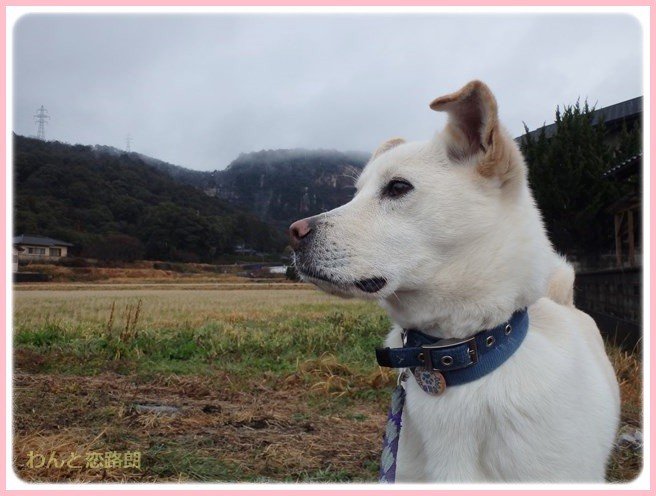 f:id:yasukazu01:20150131221329j:image