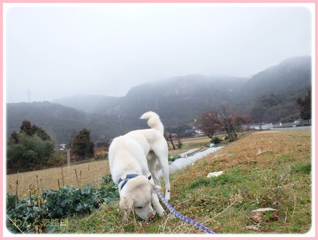 f:id:yasukazu01:20150131221725j:image
